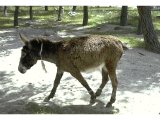 Donkey near Bethlehem. Donkeys were very valuable for transport, especially in mountainous areas where they can walk sure-footedly.